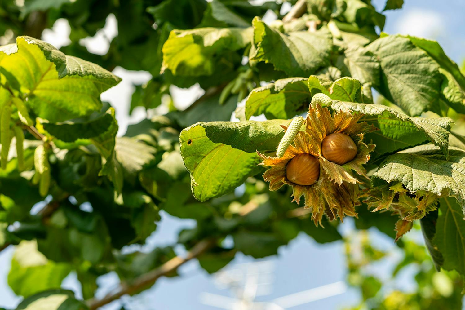 Hasseltræ Hasseltræ blad